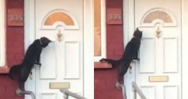 Black Cat Caught Brilliantly Using a Door Knocker in Viral Facebook Video