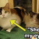 Blind Cat And His Seeing-Eye Sister Only Wish To Be Adopted Together