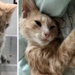 Broken-hearted Man Finds Cute Stray Kitten On Doorstep
