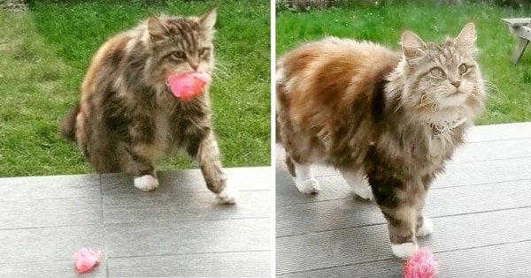 Cat Brings Special Gift to Neighbors From Her Garden Regularly!