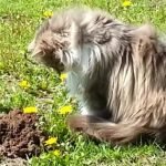 Cat Meets Mole and Does An Unexpected Thing
