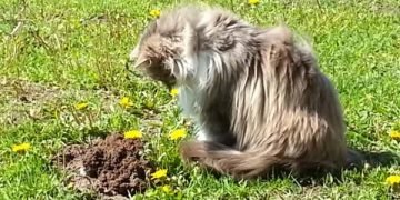 Cat Meets Mole and Does An Unexpected Thing