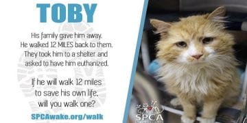 Cat Walks 12 Miles To Get Home To Family And Then They Ask Shelter To Euthanize Him