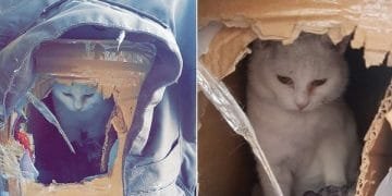 Cat Who Lived In Cardboard Box Finally Finds One Person Who Loves Her