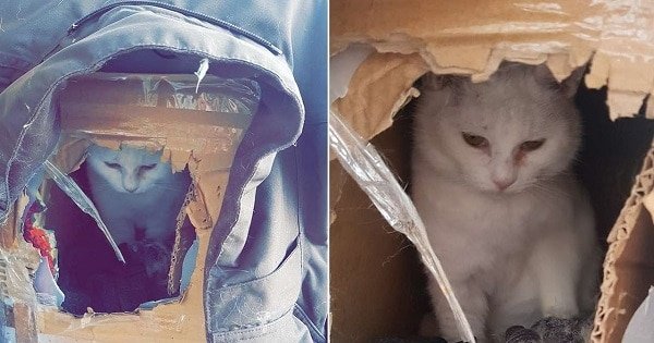 Cat Who Lived In Cardboard Box Finally Finds One Person Who Loves Her