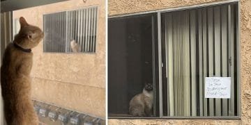 Cats Falls In Love After Seeing Each Other Through Window