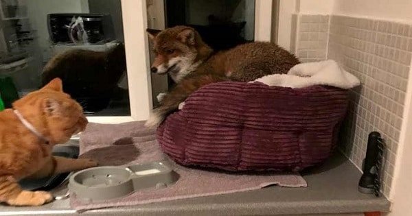 Cute Ginger Cat Finds an Uninvited Guest in His Bed