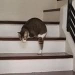 Disabled Cat With Only Two Legs, But Watch Him Tackle The Staircase