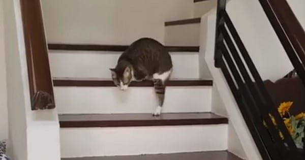 Disabled Cat With Only Two Legs, But Watch Him Tackle The Staircase