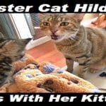 Foster Cat Hildy Talks With Her Kittens
