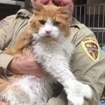 Giant Cat Arrives at Shelter, Within Hours Finds His Forever Home