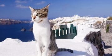 Greek Cat Sanctuary Now Hiring Caretaker To Live On Island, Supervise 55 Cats!