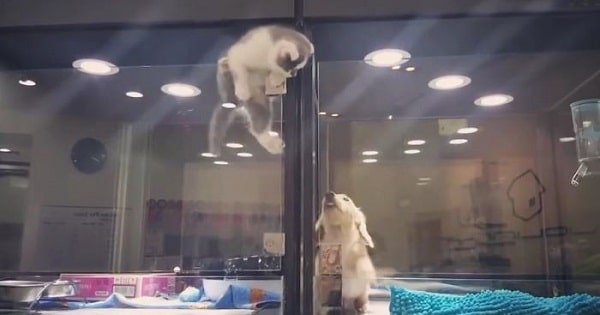 Kitten Escapes Cage To Play With Puppy!