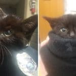 Kitty Found Stuck In Snow, Clings to Rescuer’s Shoulder and Won’t Let Go