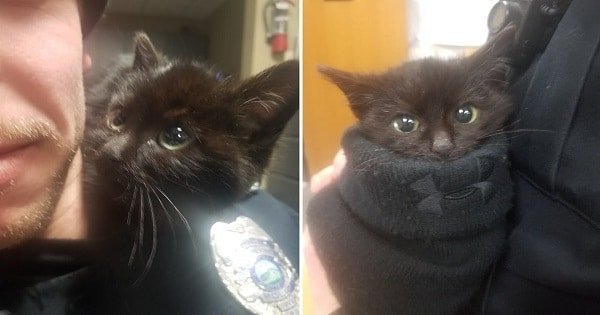 Kitty Found Stuck In Snow, Clings to Rescuer’s Shoulder and Won’t Let Go