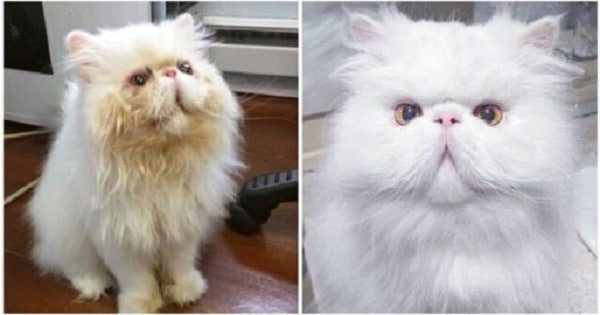 Meet Brimley, The Rescued Persian Cat Turned A “Dog Person” Into A Cat Dad