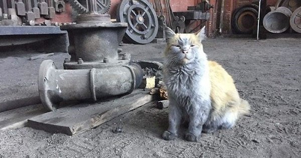 Meet The Nevada Railway Cat That Looks Like He Needs A Bath