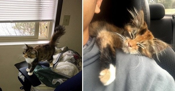 Stray Kitten Just Wanders Into Someone’s Apartment And Claims Family As Hers!