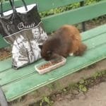 The Poor Hungry Cat Who Sleeps On A Bench