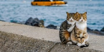 These Pics of Turkish Cats Will Warm Your Heart