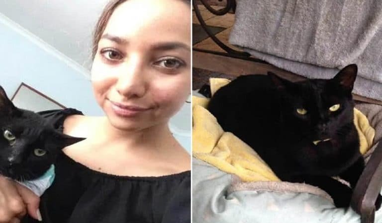 ‘Your Cat’s Gone, Take This One Instead’: Traumatized Woman Reveals Gumtree Pet-sitting Nightmare After Her Beloved Cat DISAPPEARED!