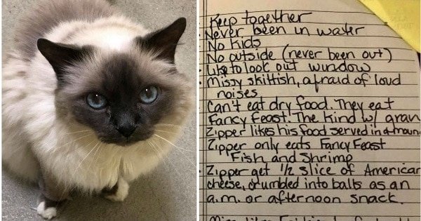 Two 16-Year Old Cats Left in Shelter with a Peculiar Note