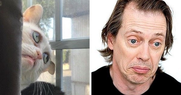 Woman Adopts Cat Who Has Been Living In A Shelter Since It Was 2 Days Old, Realizes It Looks Like Steve Buscemi