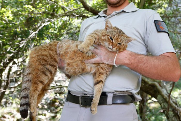 Scientists in Corsica Discover a New Cat Breed Which Was Previously Believed To Be A Myth 1