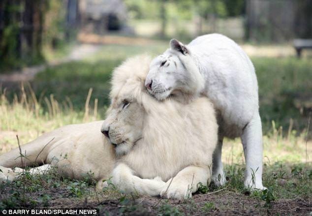 White Lion And White Tiger Had Babies 2