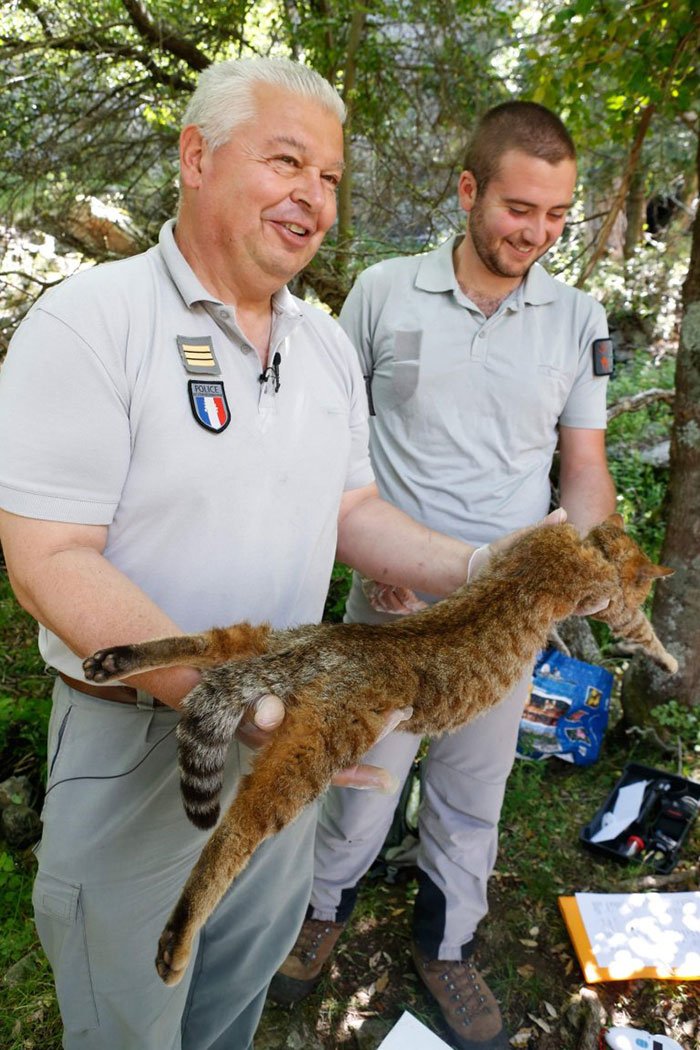Scientists in Corsica Discover a New Cat Breed Which Was Previously Believed To Be A Myth 4