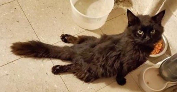 A Cat Goes Missing, then Comes Back Dragging His Hind Legs