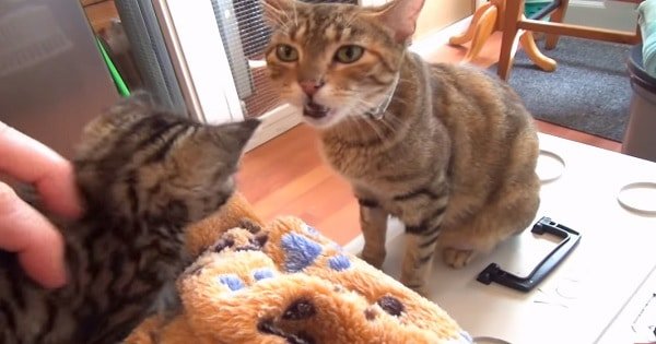 A Momma Cat Talks to Her Babies in the Cutest Way