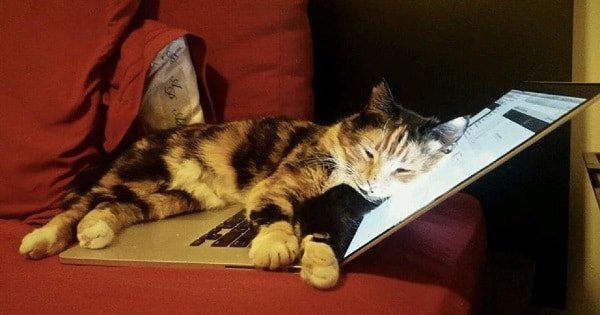 Cat Accidentally Presses Button on Laptop and Wins the Grant