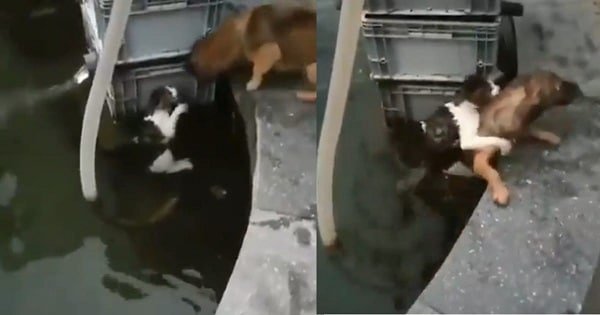 Dog Sees Cat Drowning, Jumps In To Save Its Life
