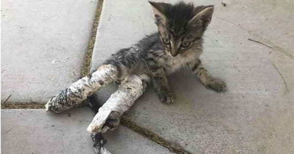 Kids Find Kitten In Leg Casts Abandoned On Sidewalk