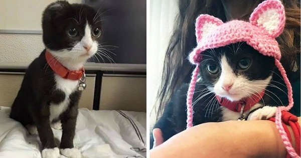 Kitten Loses Its Ears, but Her Momma Makes Her New Ones