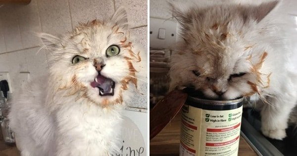 Meet Greedy Cat Who Can’t Stop Stealing Baked Beans and Cereal