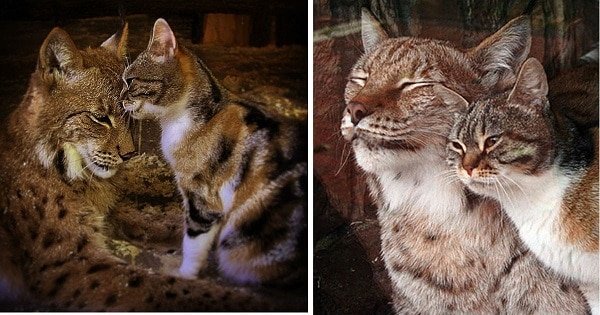 Stray Cat Breaks Into Zoo, Becomes Best Friends With A Lynx