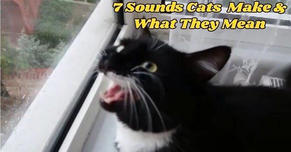The Most Common Cat Sounds and What They Mean