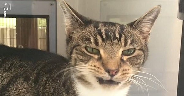 This Cat Can’t Find a New Home Due to Sneezing
