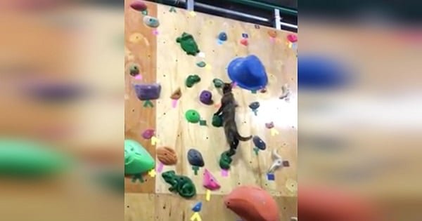This Kitty is a Pro Rock Climber! We’re Not Kidding!