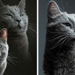 This is What Happens When a Photographer Babysits Your Cat