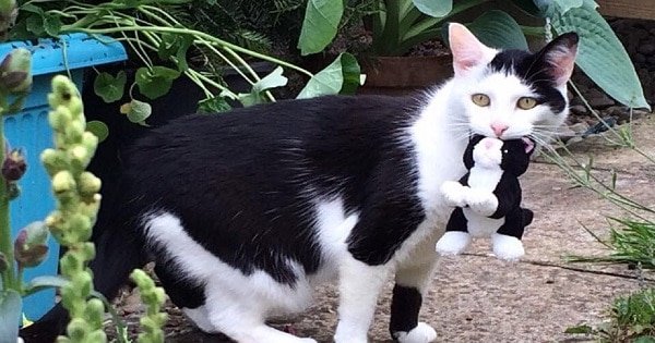 Tuxedo Cat Loves To Take Her Toys For On Her Adventures