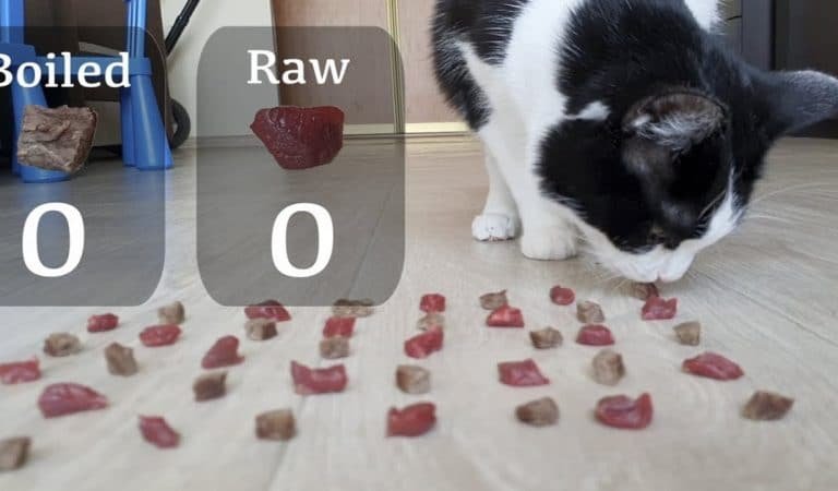 What Do Cats Love More – Raw or Boiled Meat?