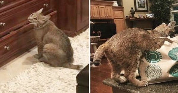 Woman Takes in 'Chubby Cat' But Soon Discovers it's not What She Thought it Was