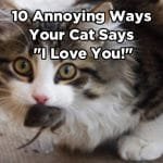 10 Ways Your Cat Says “I Love You”