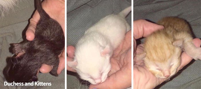 Owners Named Their Cat Duchess And Then She Gave Birth To All Of “The Aristocats” Cast 4