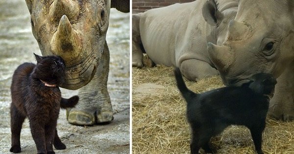 Brave Cat Cuddles With Endangered Black Rhino