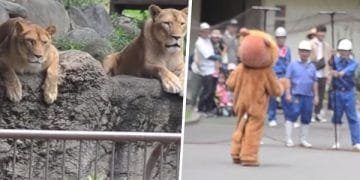 Japanese Zoo Escape Drill Goes Viral And People Are Laughing At The Real Lions’ Reaction