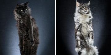 Just What the Doctor Ordered – Check Out This Photo Series on Standing Cats